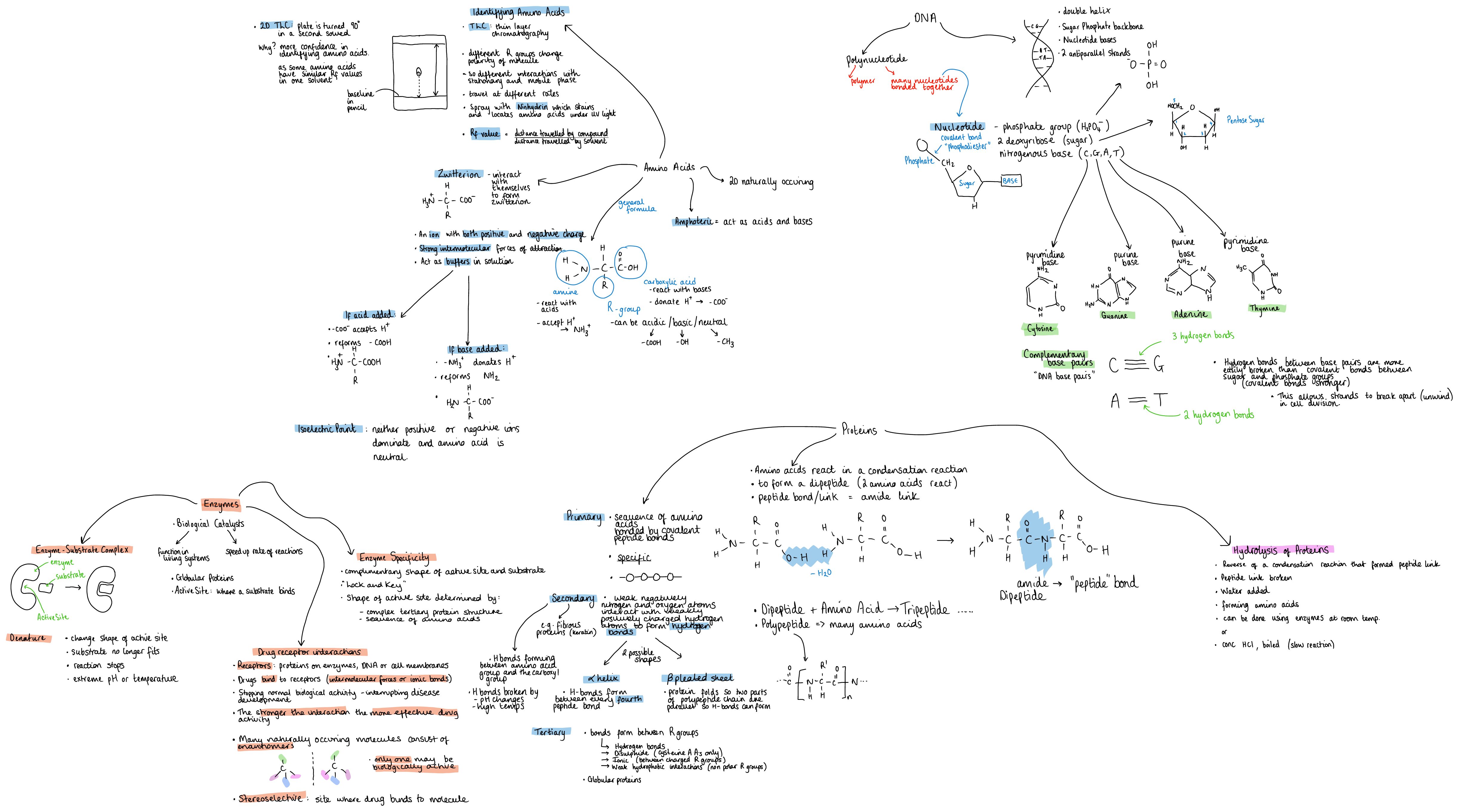 Amino Acids, Proteins & DNA